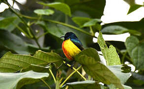 Regal Sunbird