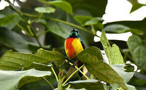 Regal Sunbird