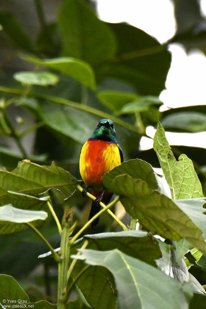 Regal Sunbird