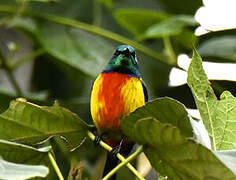 Regal Sunbird