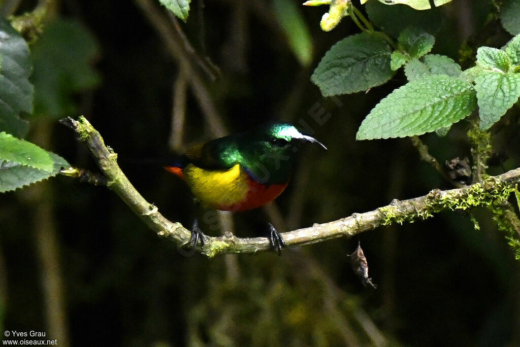 Regal Sunbird