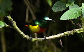 Regal Sunbird