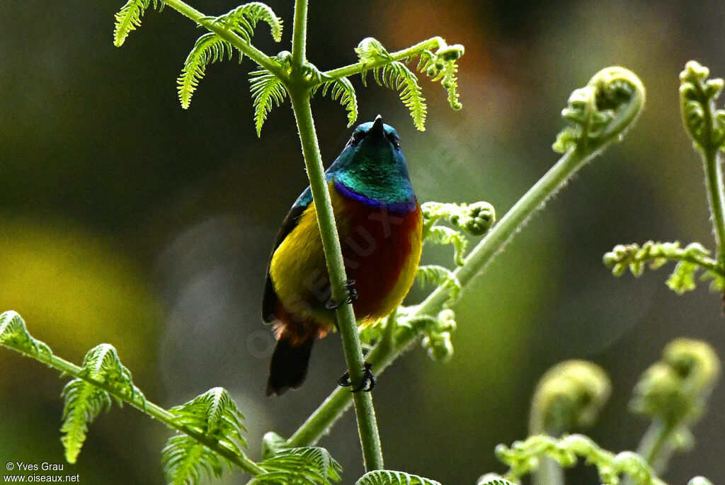 Regal Sunbird