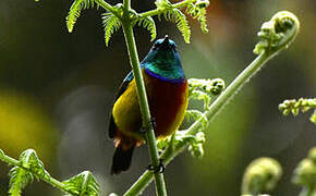 Regal Sunbird