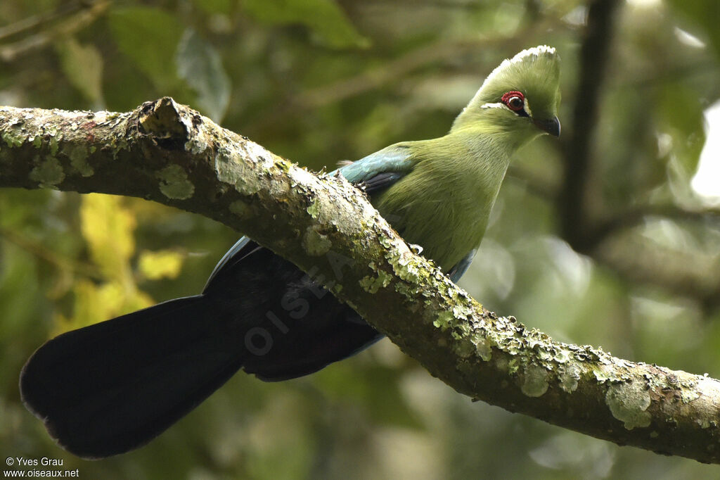 Black-billed Turaco