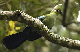 Black-billed Turaco