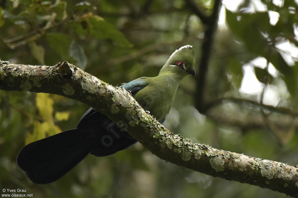 Black-billed Turaco