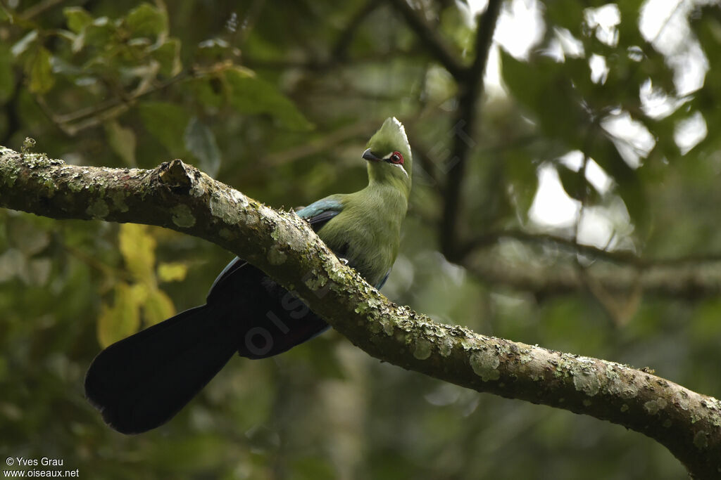 Black-billed Turaco