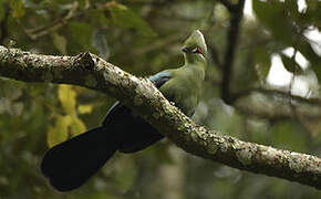 Black-billed Turaco