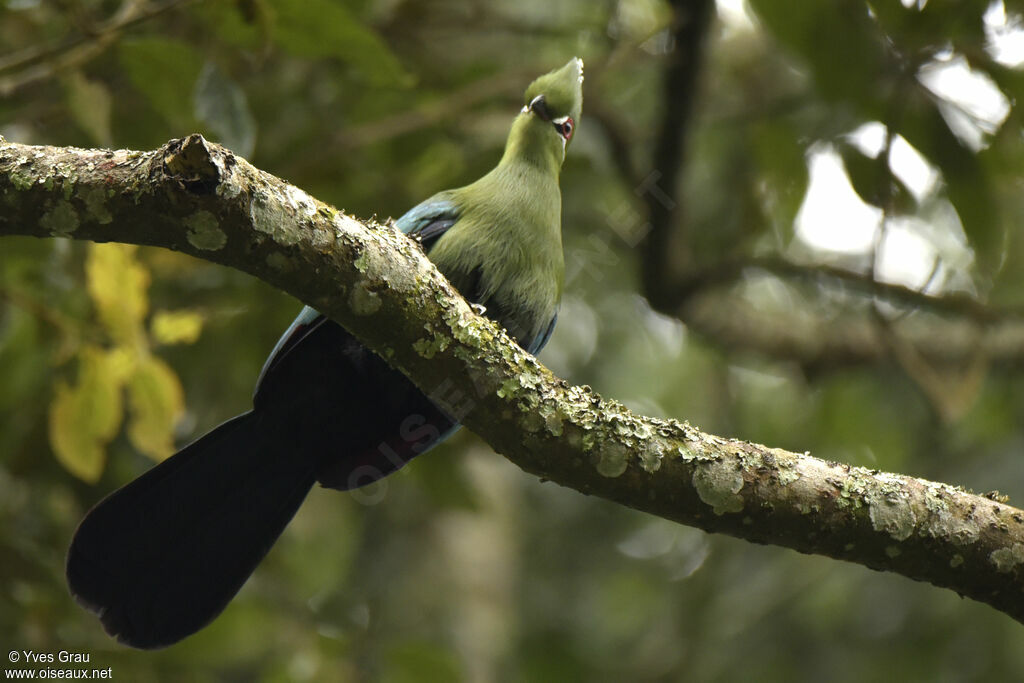 Black-billed Turaco