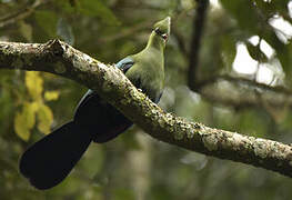 Black-billed Turaco