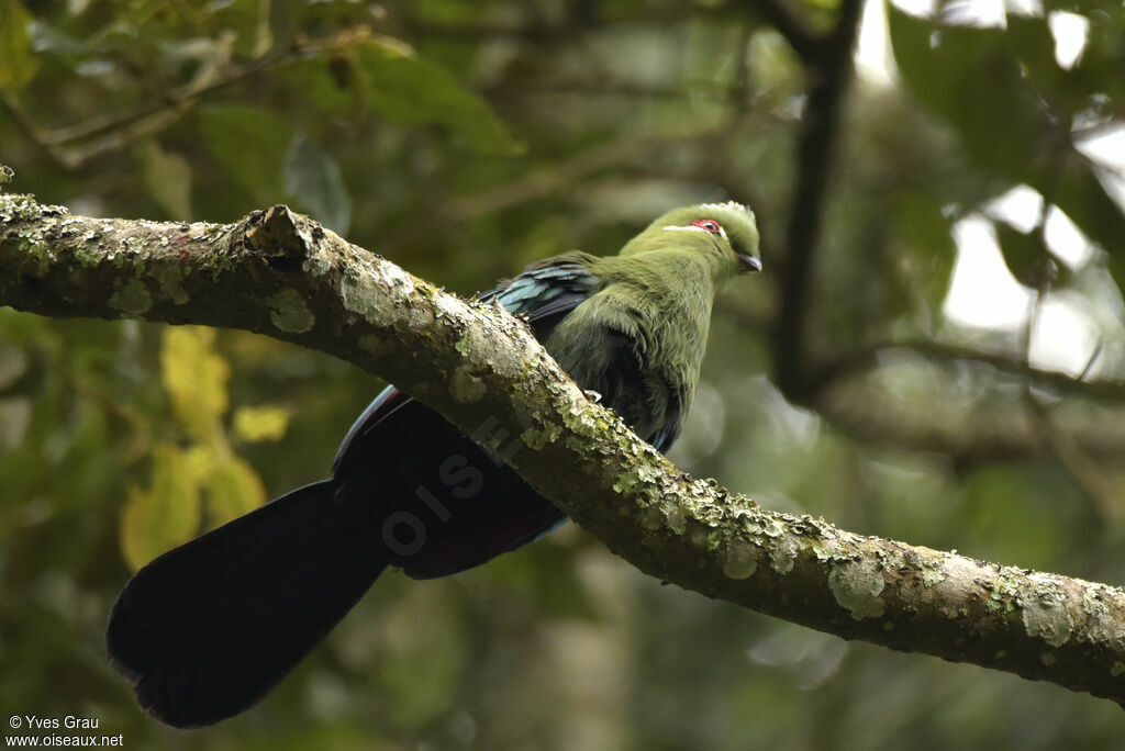 Black-billed Turaco