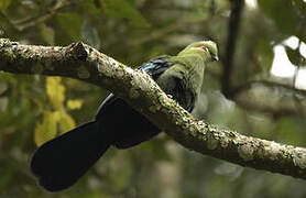 Black-billed Turaco