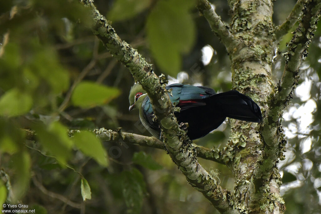 Touraco à bec noir