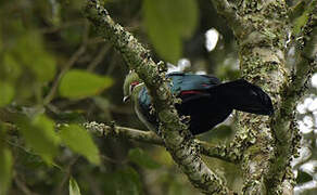 Black-billed Turaco