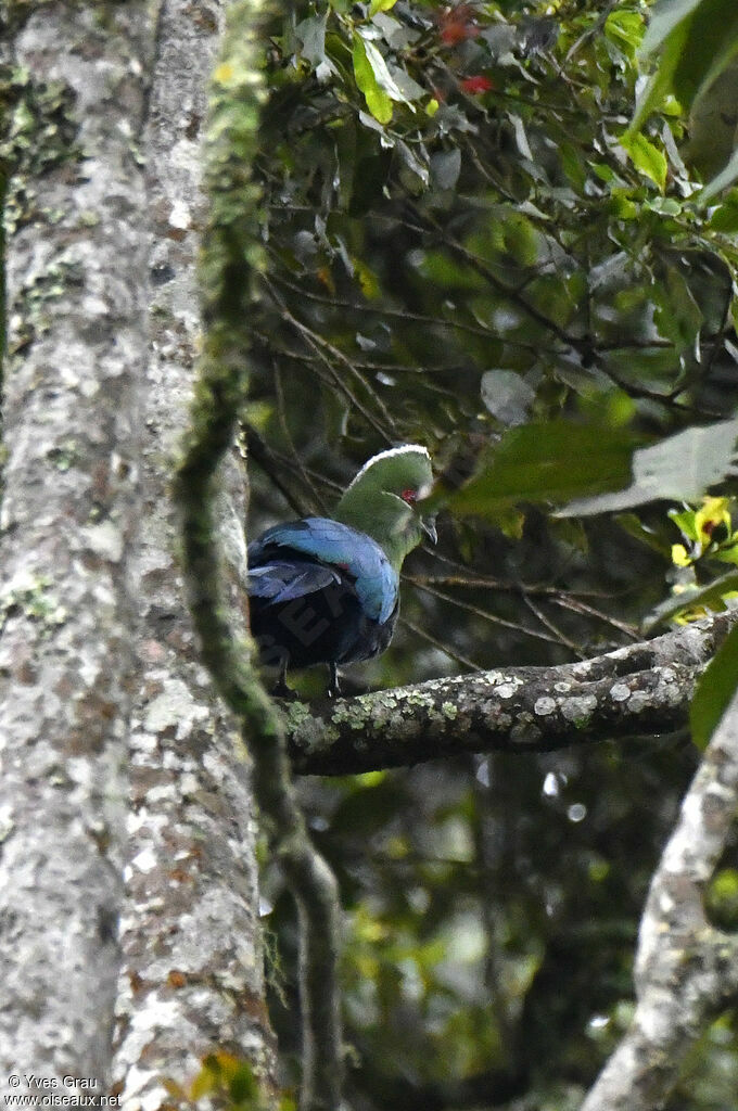 Touraco à bec noir