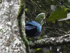 Black-billed Turaco