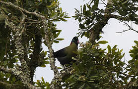 Rwenzori Turaco