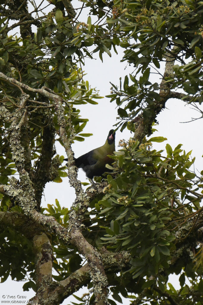 Touraco du Ruwenzori