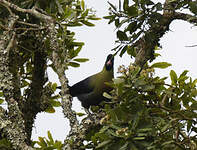 Touraco du Ruwenzori