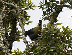 Rwenzori Turaco