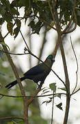 Rwenzori Turaco