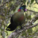 Touraco du Ruwenzori