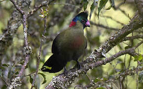 Touraco du Ruwenzori