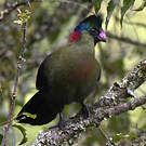 Touraco du Ruwenzori