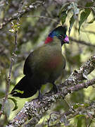 Rwenzori Turaco