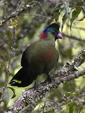 Touraco du Ruwenzori