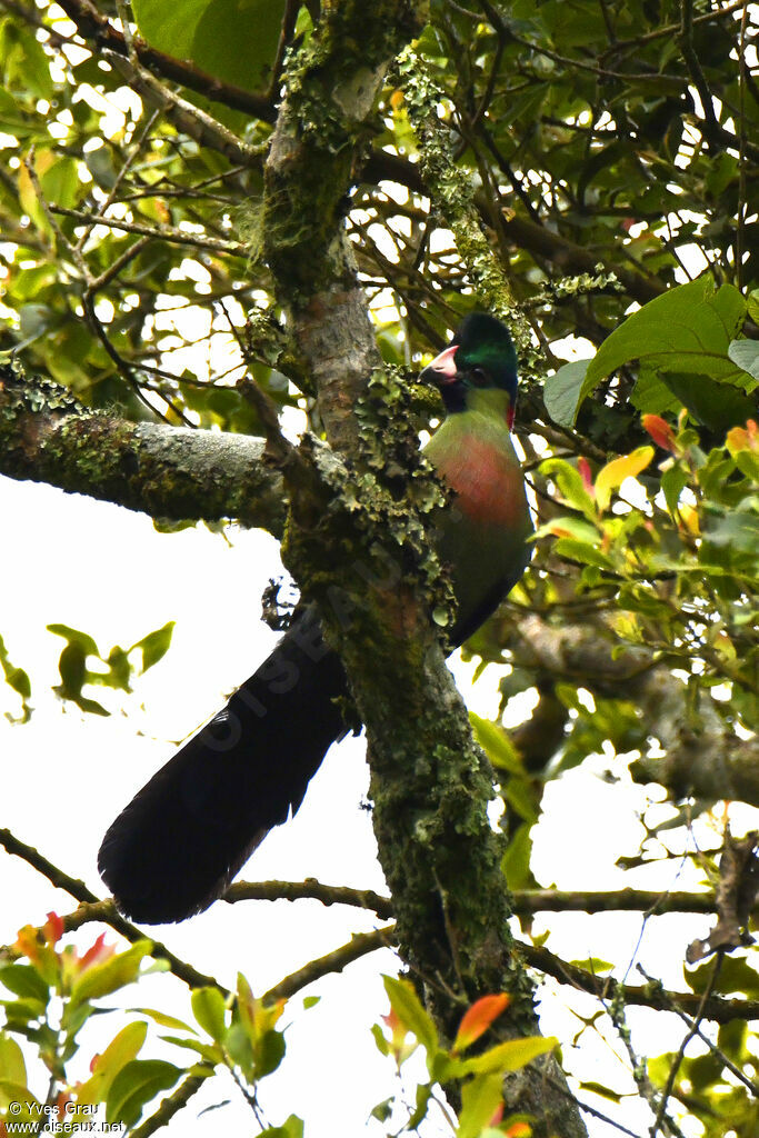 Touraco du Ruwenzori