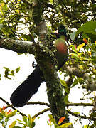 Rwenzori Turaco