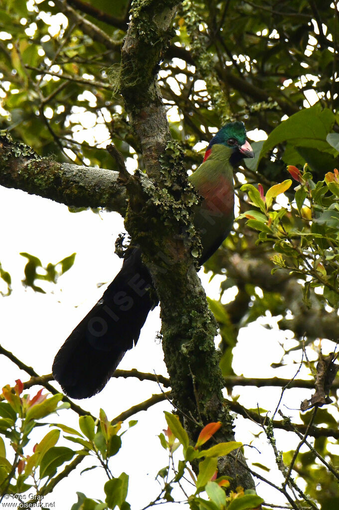 Rwenzori Turaco