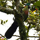 Touraco du Ruwenzori