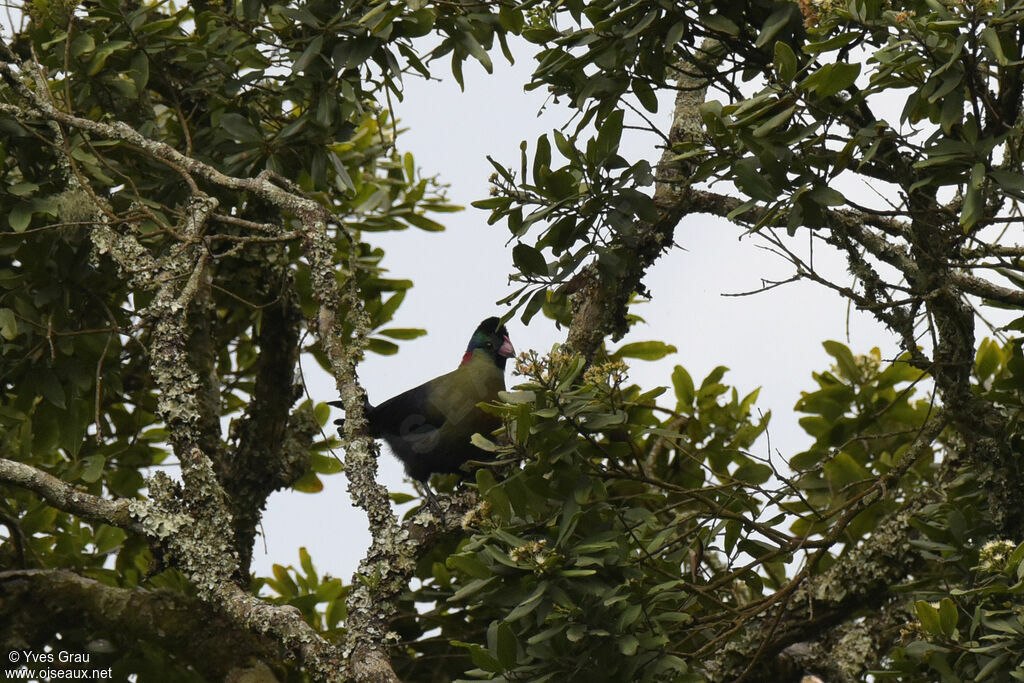 Touraco du Rwenzori