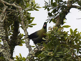 Touraco du Rwenzori