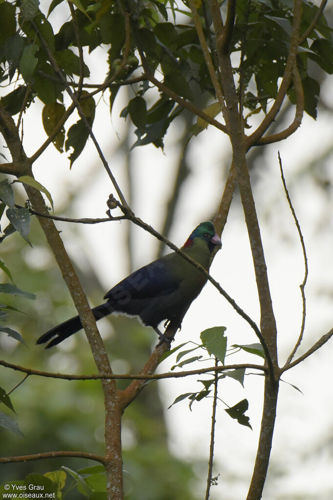 Touraco du Rwenzori