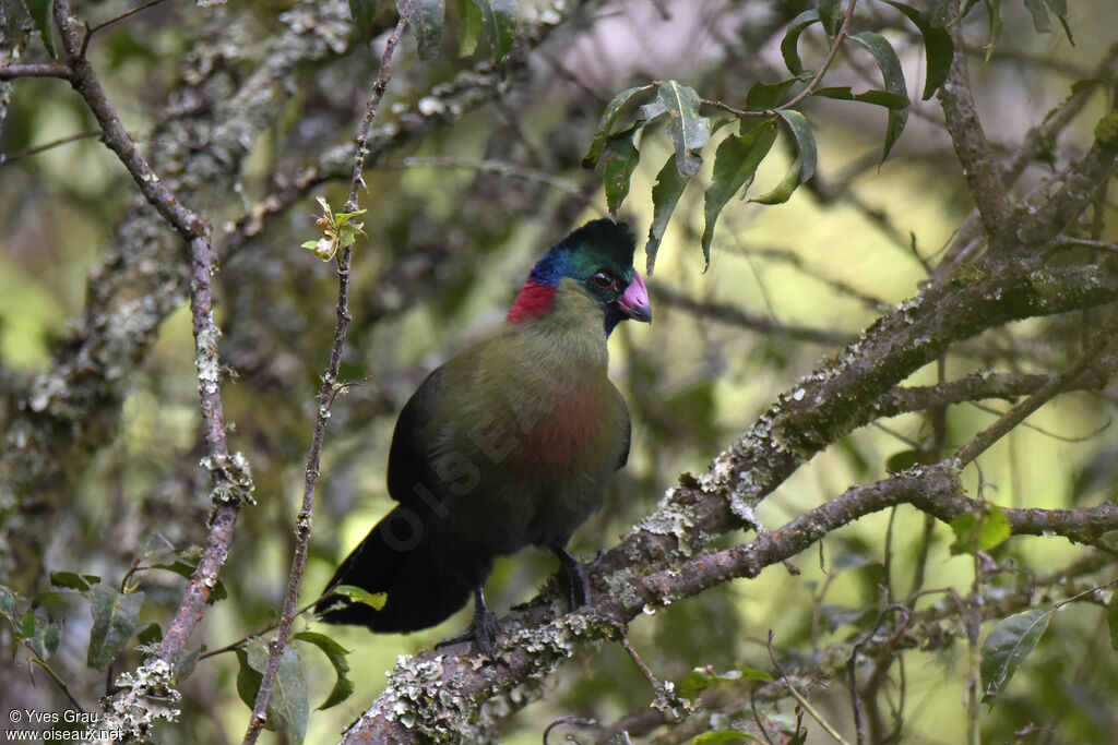 Touraco du Rwenzori