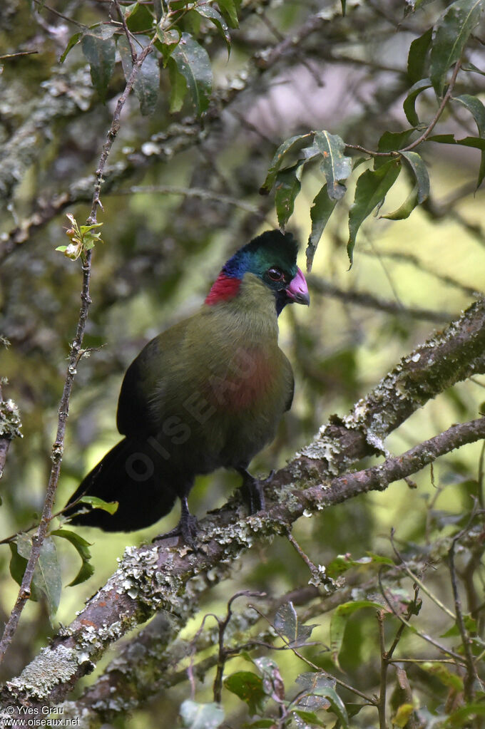 Touraco du Rwenzori