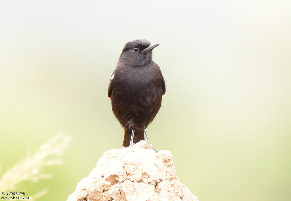 Sooty Chat