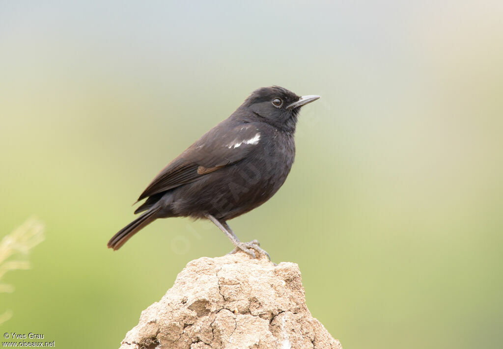 Sooty Chat