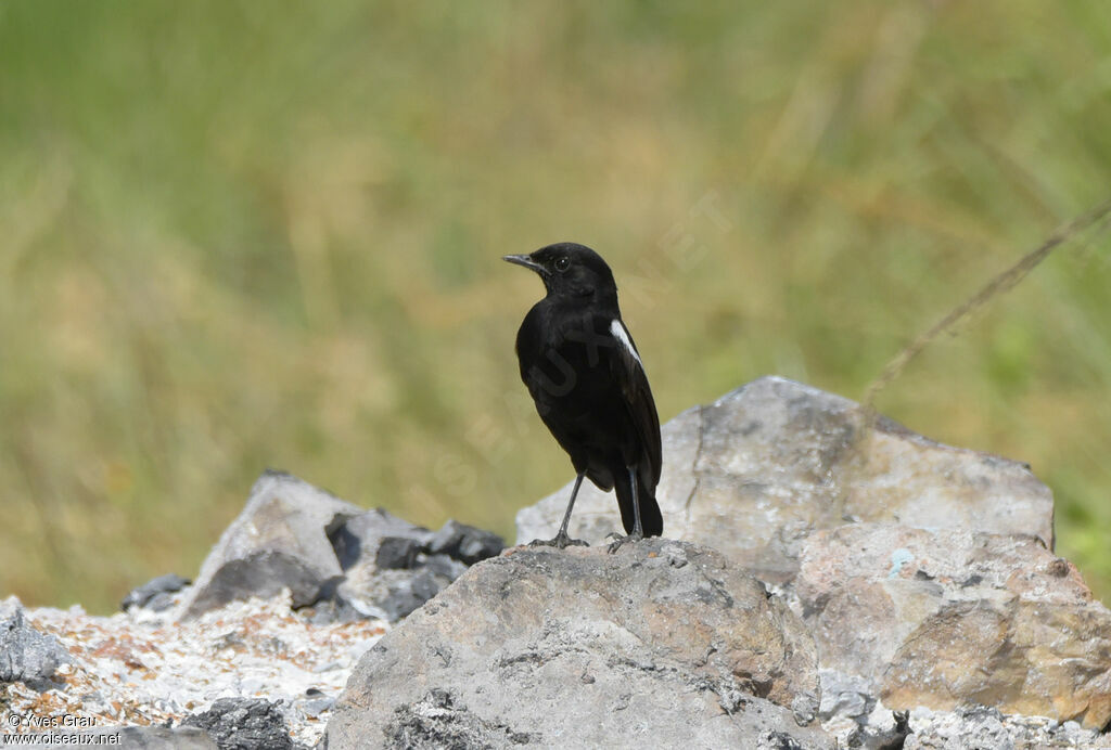 Sooty Chat