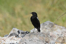 Sooty Chat