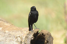 Sooty Chat