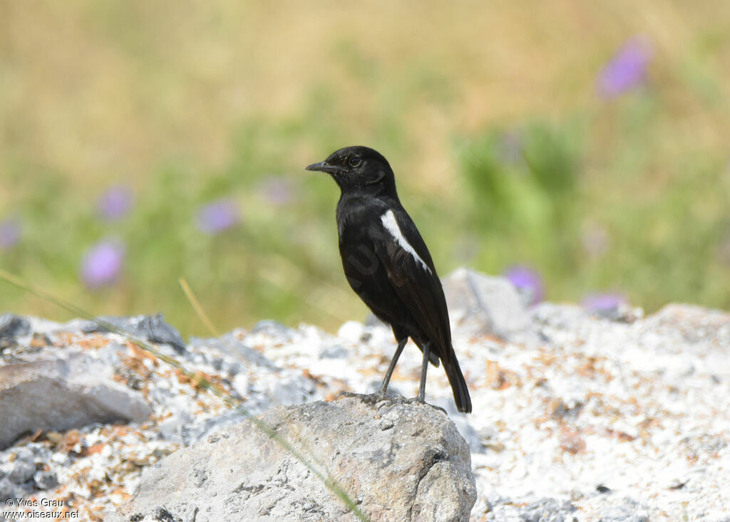 Sooty Chat