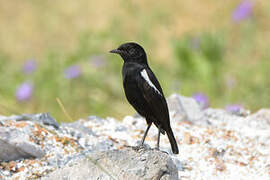 Sooty Chat