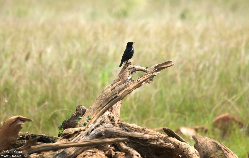 Sooty Chat