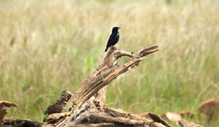 Sooty Chat