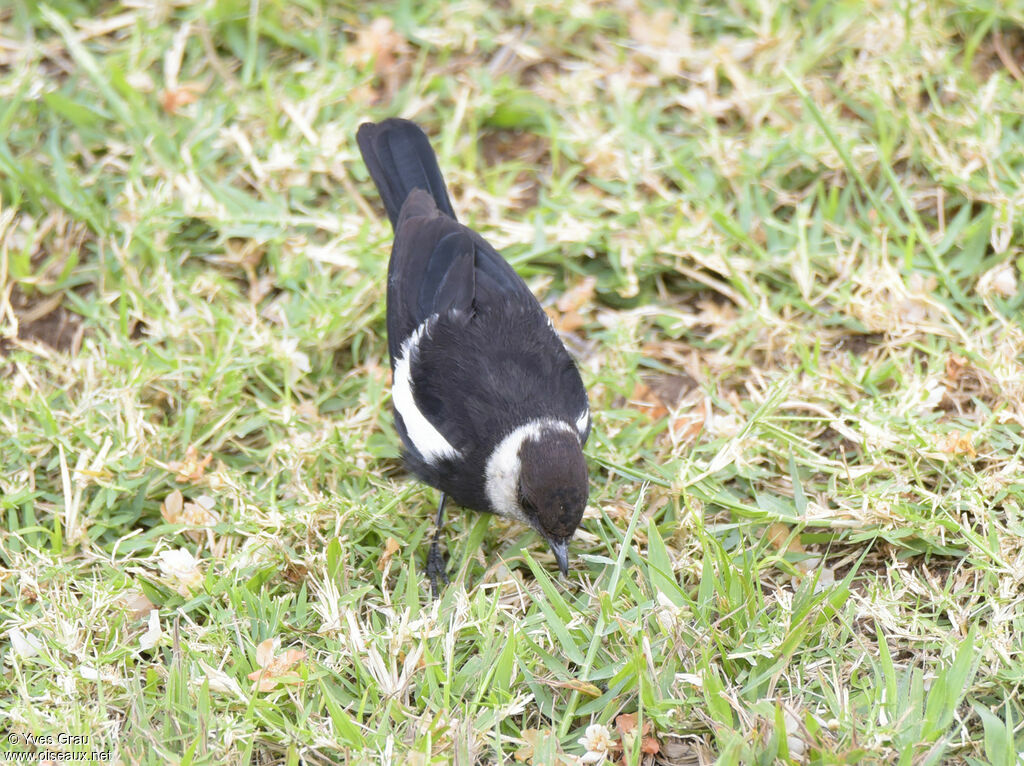 Ruaha Chat